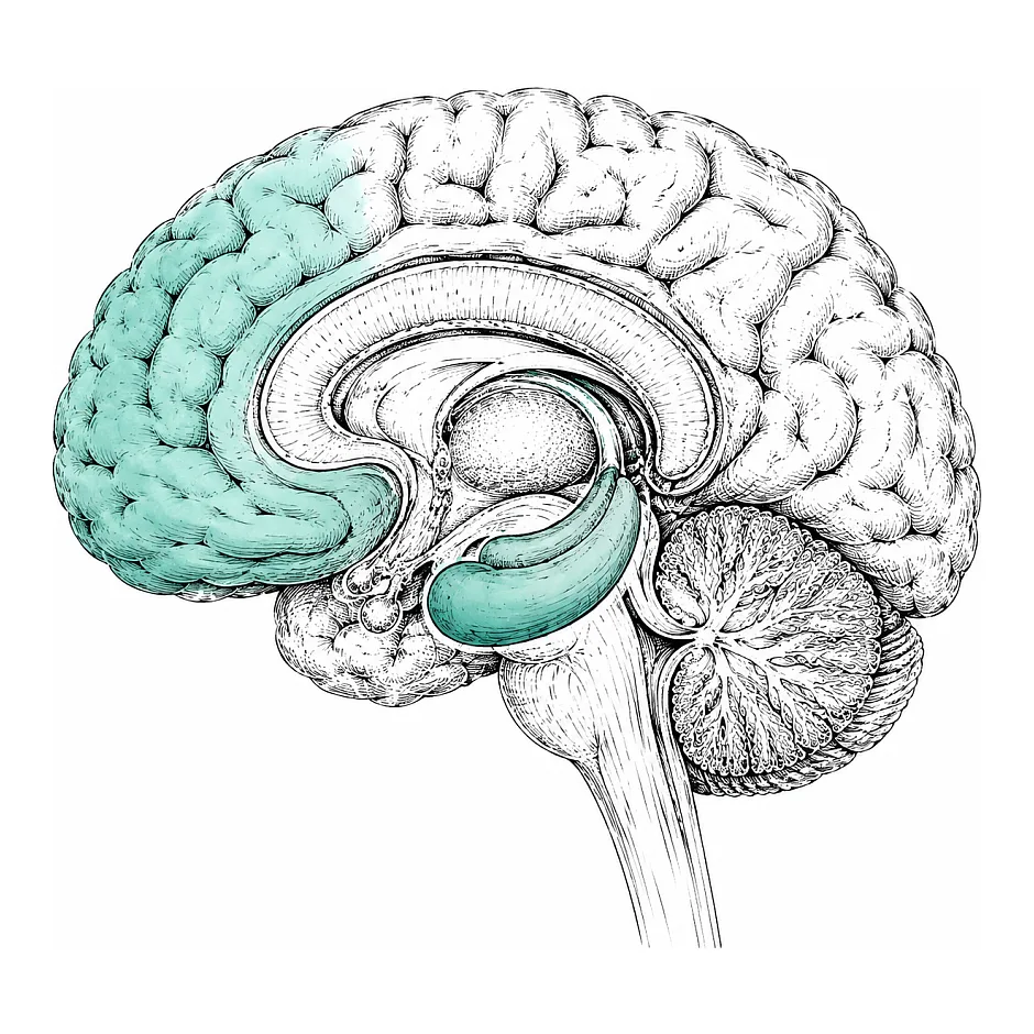 اثرات ADHD بر حافظه و یادگیری